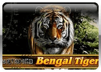 Untamed Bengal Tiger